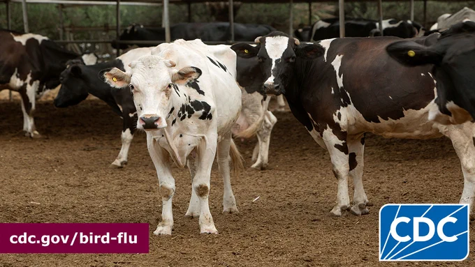 A group of cows walking. The CDC logo is on the bottom right corner and “cdc.gov/bird-flu” written in white on a burgundy background is on the bottom left corner.