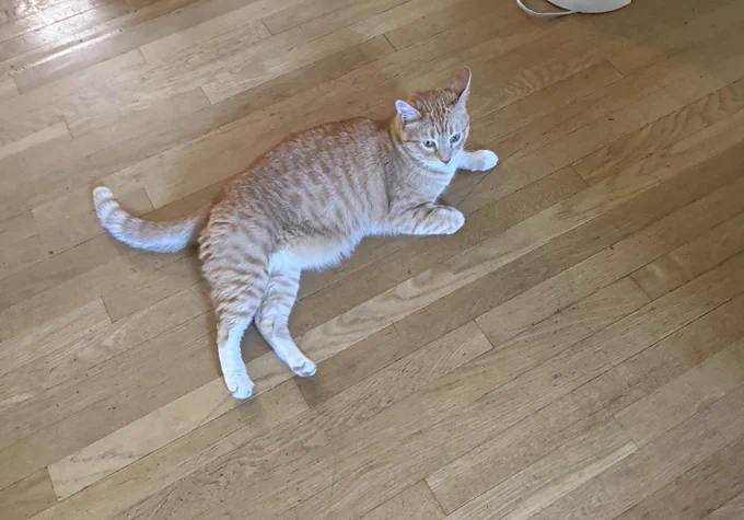 an orange cat sprawled in the middle of the floor taking up a lot of space