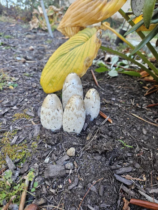 A cluster of 4 egg shaped mushrooms that look gold-speckled in my garden