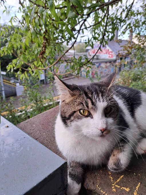 Station cat overseeing Montpelier Station 