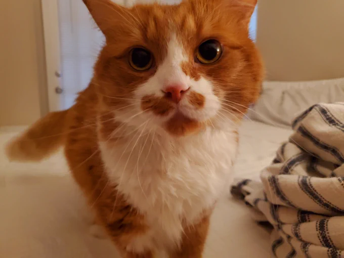 a close up of an orange and white cat. he is standing. and fluffy. very large pupils. he is hungry. he is always hungry.