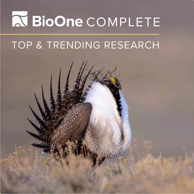 BioOne Complete. Top & Trending Research. Photo of a male greater sage grouse.