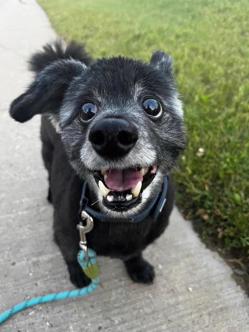 a close-up image of a small black dog named Denver, grinning excitedly at the camera. Denver’s one ear is perked up while the other flops down, adding to his playful expression. Denver stands on the concrete with a blue rope leash attached to his collar.
