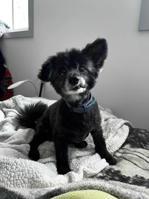 Denver now lays on a cozy blanket, looking curiously at the camera. his fur is black, gray, and perfectly fluffy. Denver’s jowl is caught on his teeth, adding to his innocent and cute appearance.
