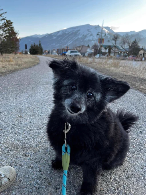 Denver is back on a walk, sitting cutely on the concrete. he has a stylish blue rope leash attached to his collar. his right ear is on high alert, while his left ear is gently flopped over. Denver’s head is slightly tilted as he stares at the camera with a loving expression.