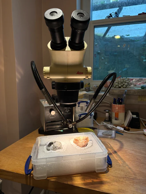 photograph of turtle specimens under a microscope
