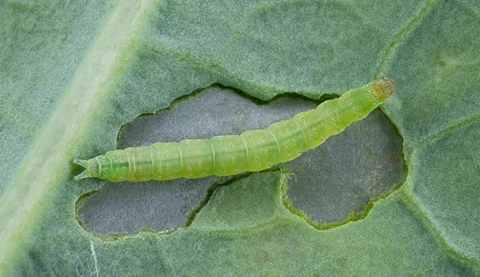 Diamond back moth 