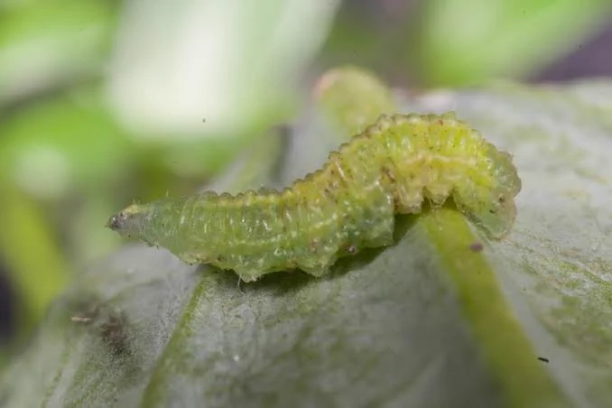 Hoverfly maggot
