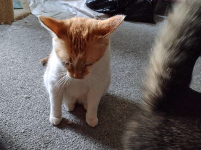 Cheddar looks downward, annoyed, as he otherwise poses for the camera. Figgy's hind end and tail can be seen on the right as he passes by between Cheddar and the camera. 