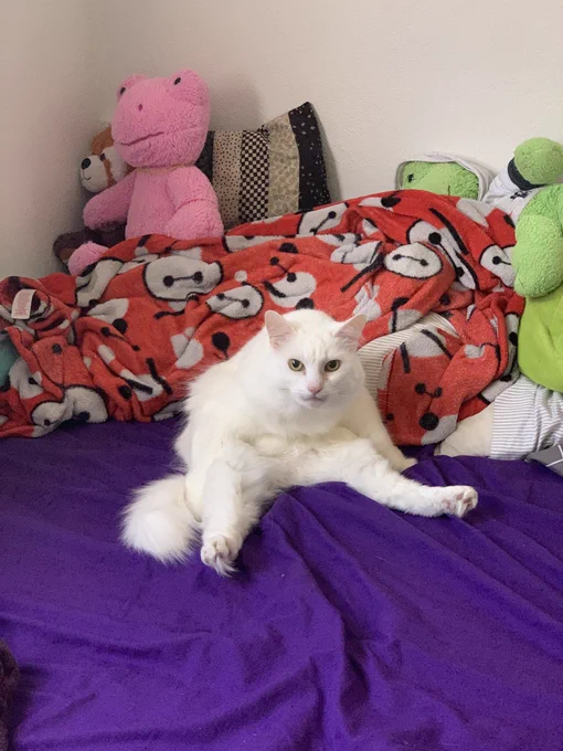 The same fluffy white cat sitting strangely on a bed with purple sheets, blankets and stuffed animals in the background. She is sitting with her back legs extended out in a V shape, hunched over with front legs at her side and looking directly at the camera