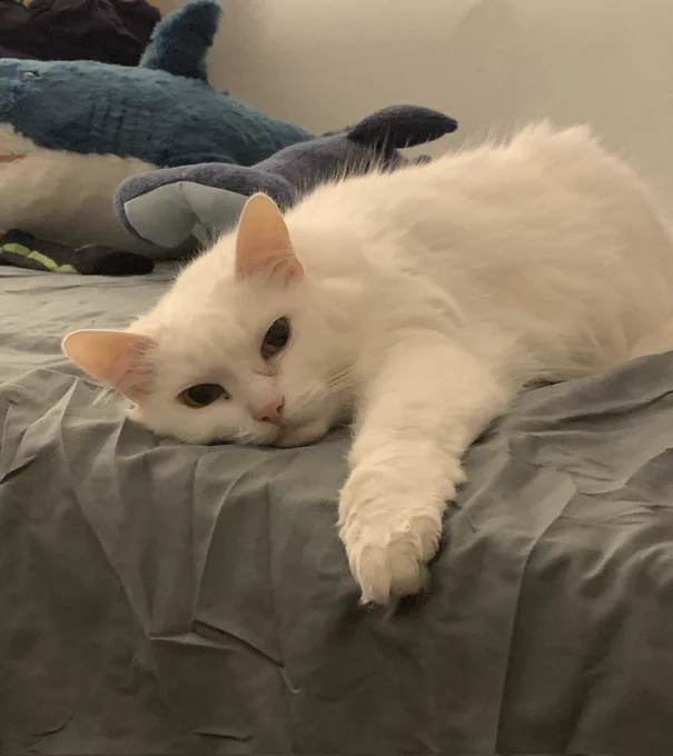A white cat lying on a bed with grey sheets, looking pathetic with one arm extended with a paw hanging off the edge