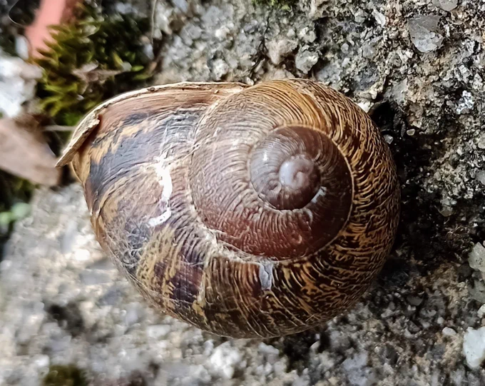A brown snail shell