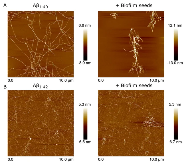 Aggregation of Aβ1-40 (A) or Aβ1-42 (B) incubated alone or with biofilm seeds from P. gingivalis at 37°C for 3 h (Aβ1-40) and 1 h (Aβ1-42) and visualized through AFM using height sensors. Images represent 12 technical replicates across three biological replicates.