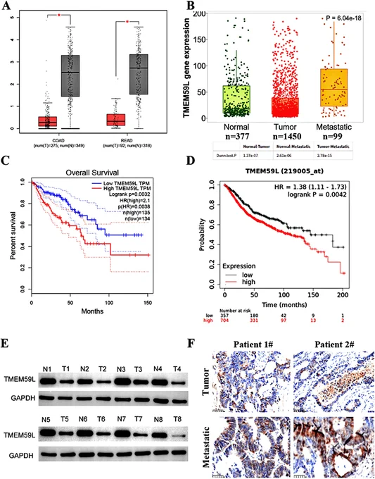 Jin et al., Cancer Reports, https://doi.org/10.1002/cnr2.70448