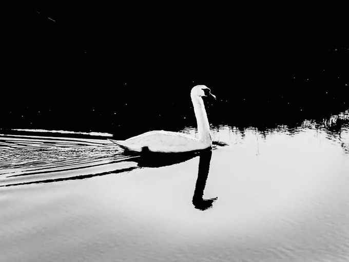 “A lonesome Swan flowing with the current on River Cuckmere.”