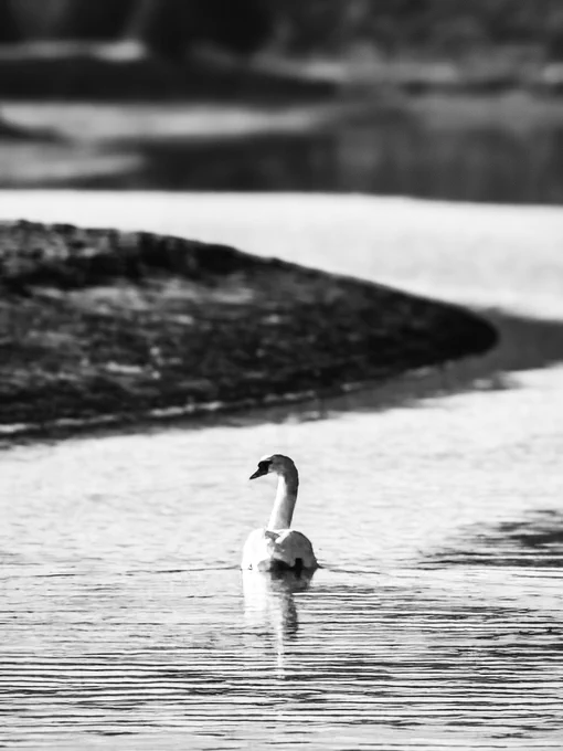 “A lonesome Swan flowing with the current on River Cuckmere.”