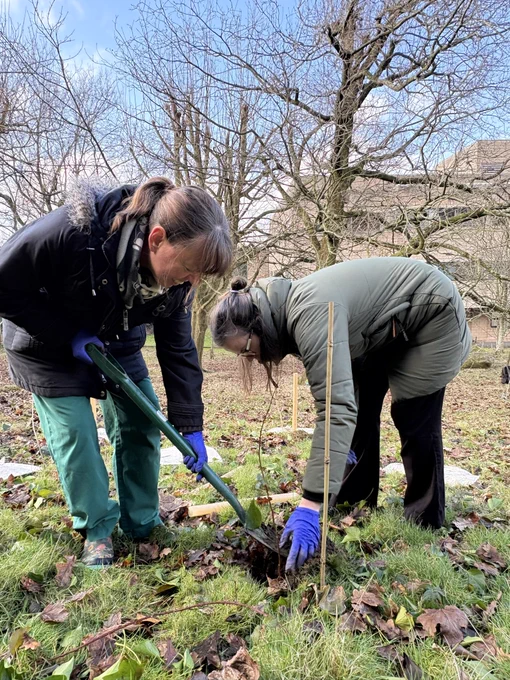 ICST team members planting trees at RLI
