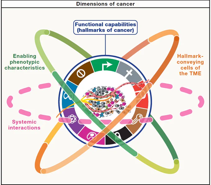 Figure 2 The dimensions of cancer\nCREDIT Hanahan - Cell.