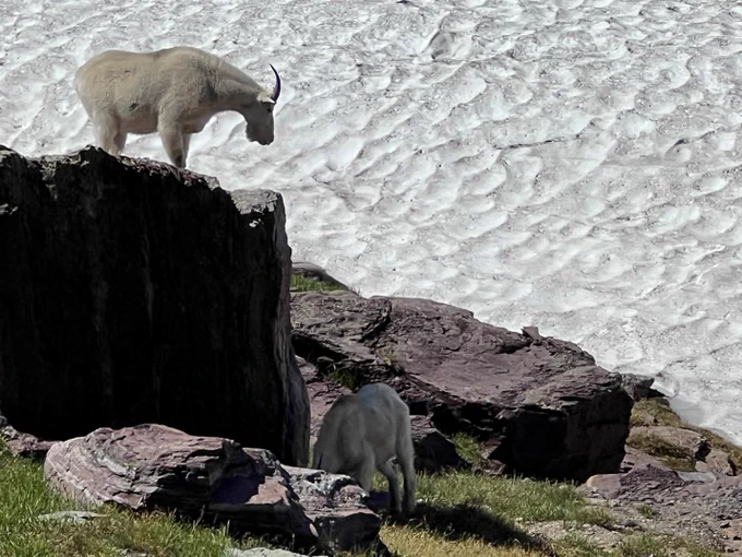 One mountain goat stands atop a boulder while another stands at its base. Boulder is above a snow field at a high elevation site in Glacier National Park. 