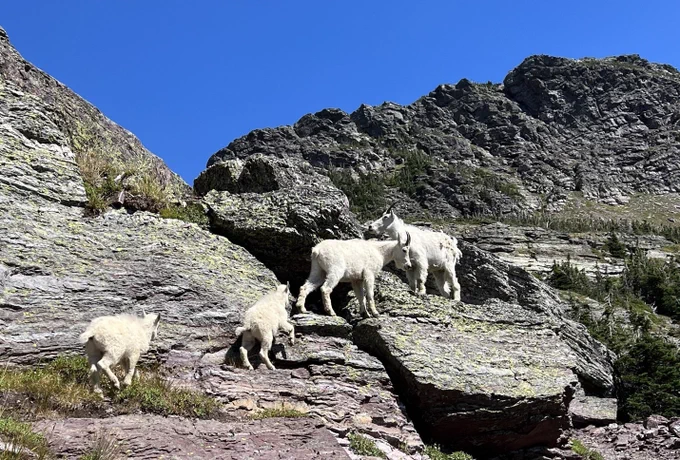 Four mountain goats on the side of a mountain in Glacier National Park.