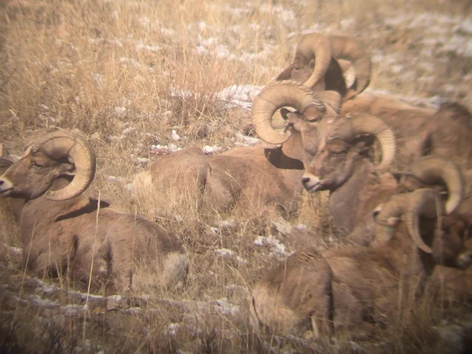 Bighorn sheep as viewed through optics beddown to take shelter from the wind. In this post-rut timeframe, sheep maximize caloric intake and conserve calories during the day.