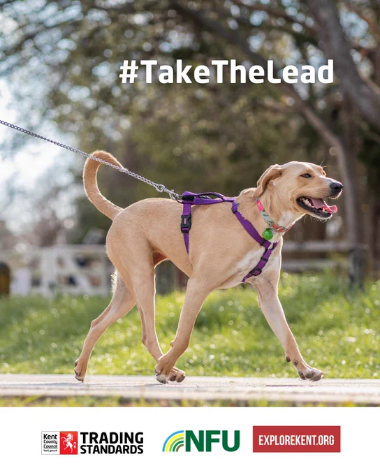 Yellow Labrador walking on lead.