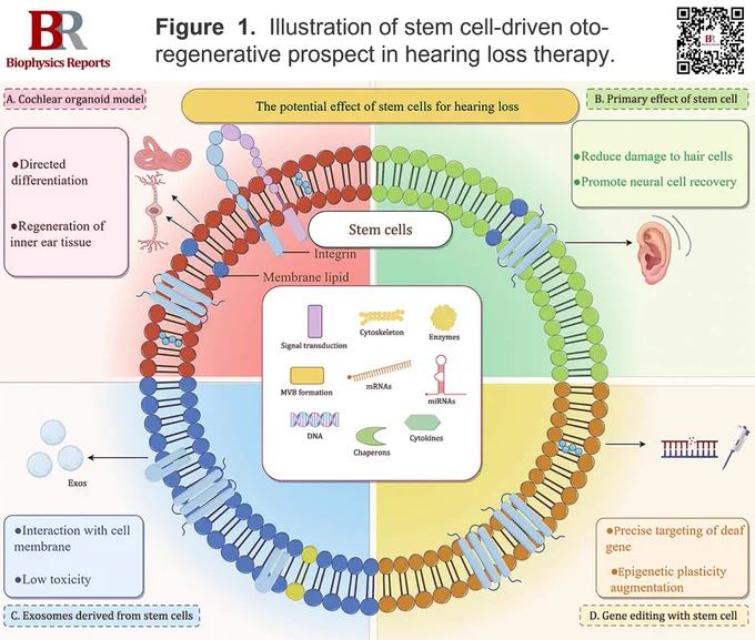 Figure  1.  Illustration of stem cell-driven oto-regenerative prospect in hearing loss therapy. This figure was generated using FigDraw online platform (www.figdraw.com)