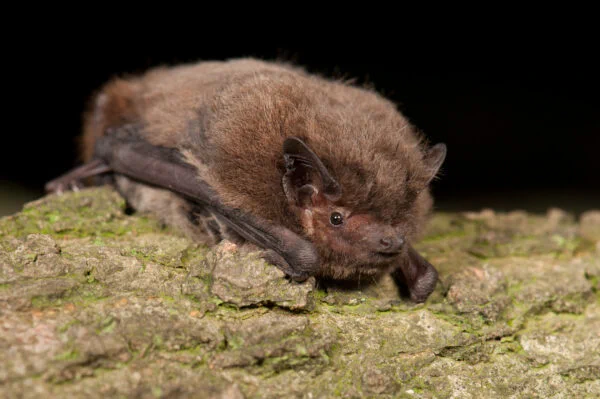 Nathusius’ pipistrelle courtesy of Paul Van Hoof