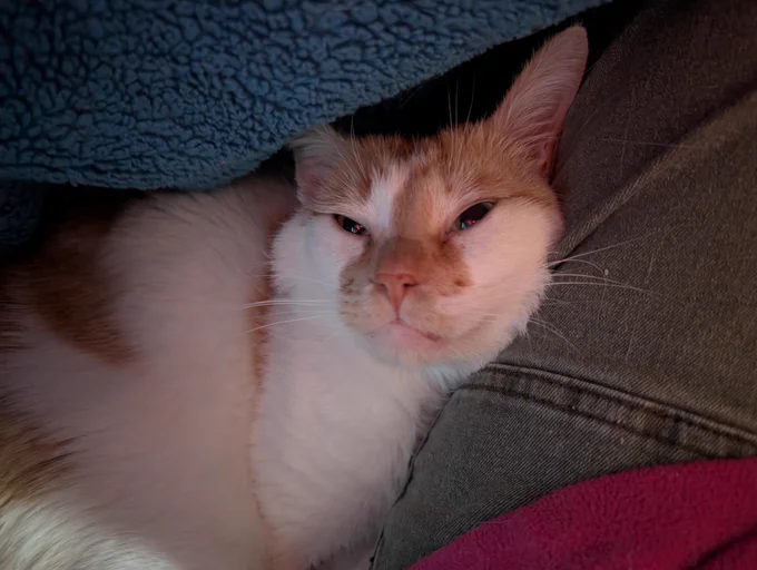 Cheddar cuddles close to his mama's leg and is looking up as the blanket he's under is raised. His eyes are squinted as he looks up. 