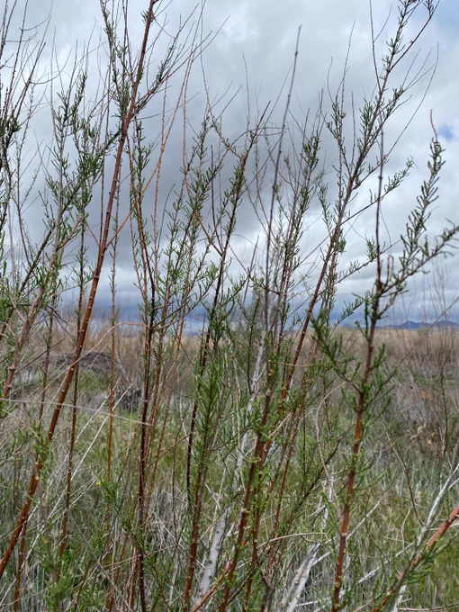 Tamarisk branches with fresh leaves in front of cloudy aridland background.