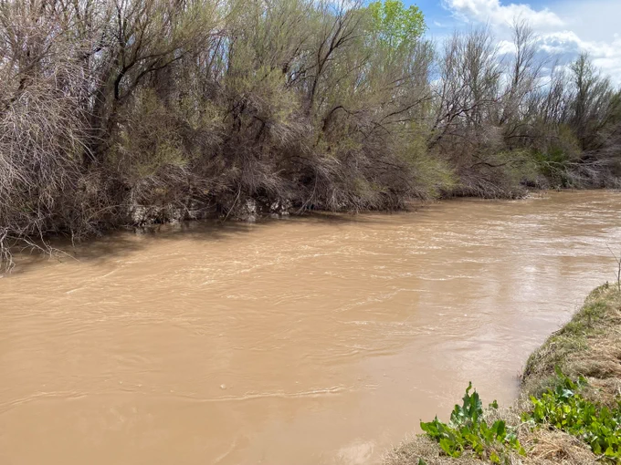 A river flows strongly, tamarisk is on the far bank, annuals on the near bank.
