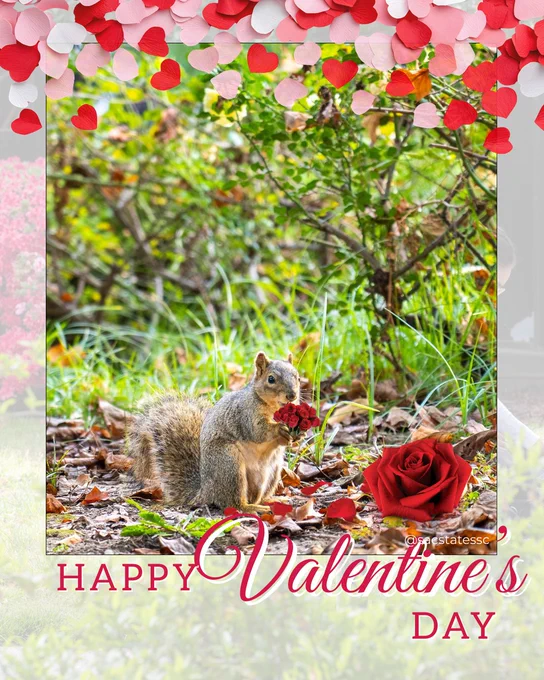 A squirrel sits on the ground holding a small bouquet of red roses, surrounded by greenery, with red and pink heart decorations above. Text reads “Happy Valentine’s Day.”