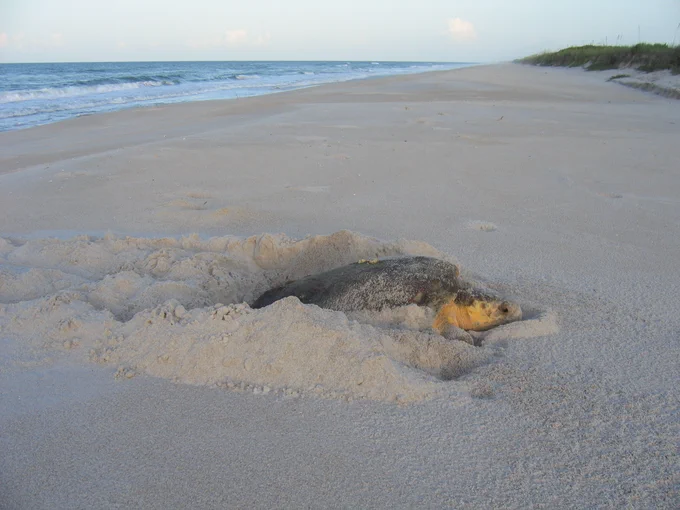 Nesting female loggerhead sea turtle.
Photo credit: United States National Park Service (public domain)