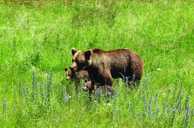 Photo credit: Rewilding Europe, and the Endangered Landscapes & Seascapes Programme's website.