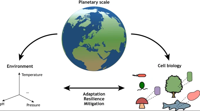 Drawing showing that planetary cell biology is a field that combines environmental sciences and cell biology. Understanding cellular function and its environmental context can be useful in explaining larger-scale systems operating at the multicellular and ecological levels. Furthermore, planetary cell biology provides key insights into how biological systems might adapt, be resilient to, and even mitigate, environmental perturbations associated with the climate crisis, such as changes in temperature, pH, pressure and other conditions.