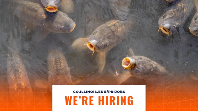 Several invasive carp under the surface of the water with their mouths open. At the bottom, there is text that says, "We're Hiring", and, "go.illinois.edu/prijobs".