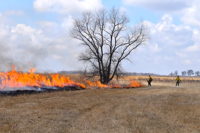Firefighters work on a prescribed fire in a grassland dotted with bare deciduous trees. 