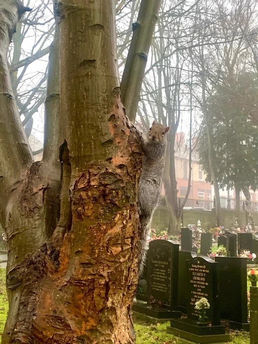 A photo of a grey squirrel clinging to a tree, facing the camera, taken in Wombwell Cemetery.