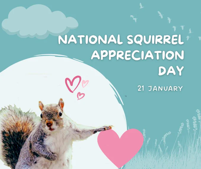 A graphic with a photo of a grey squirrel in the bottom left corner with its paw out on top of a cartoon love heart. The text on the graphic reads "National Squirrel Appreciation Day, 21 January"