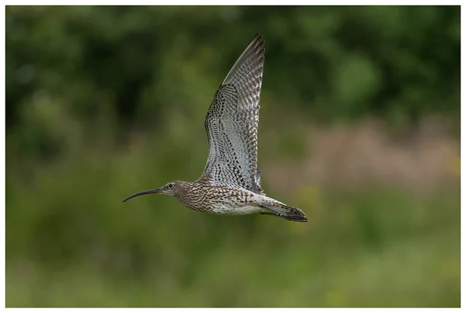 Eurasian Curlew (Numenius arquata) at its breeding grounds in Co. Monaghan, Ireland during June 2022.
Credit: William O’Connor.