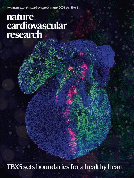 Image: Martin Dominguez, Drexel University, Irfan Kathiriya, University of California, San Francisco. Cover design: Bethany Vukomanovic

TBX5 sets boundaries for a healthy heart

Kathiriya et al. identify a Tbx5   /Mef2cAHF   cardiac progenitor lineage that demarcates the interventricular septum during development, and changes in this lineage contribute to congenital heart defects in mice. (see Kathiriya et al.)

