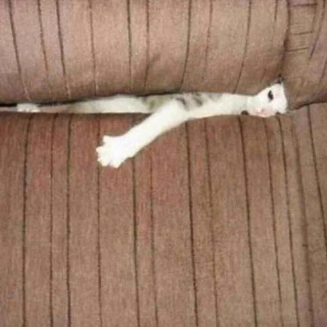 a cat squished between a couch, making it look like a snake with a paw