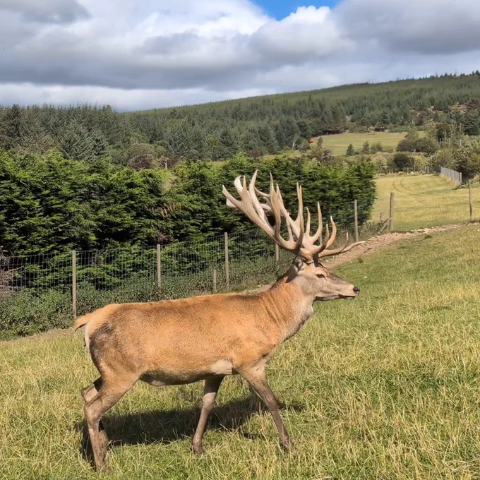Image of a deer in a field with antlers.