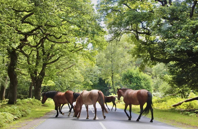 A group of New Forest ponies crossing a road surrounded by lush green trees.