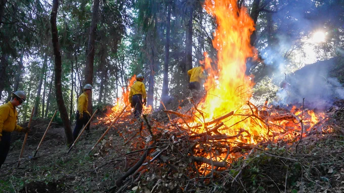 a picture of three fire fighters looking on two pile burns in a forest.