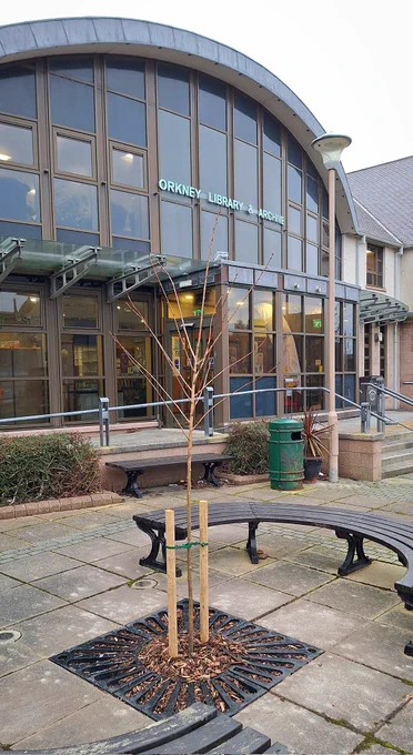 A new cherry tree sapling planted outside Orkney Library & Archive