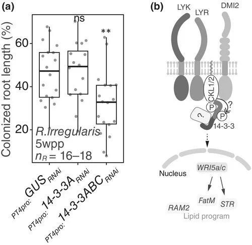 Fig. 3 14-3-3 RNA interference (RNAi) and proposed model.