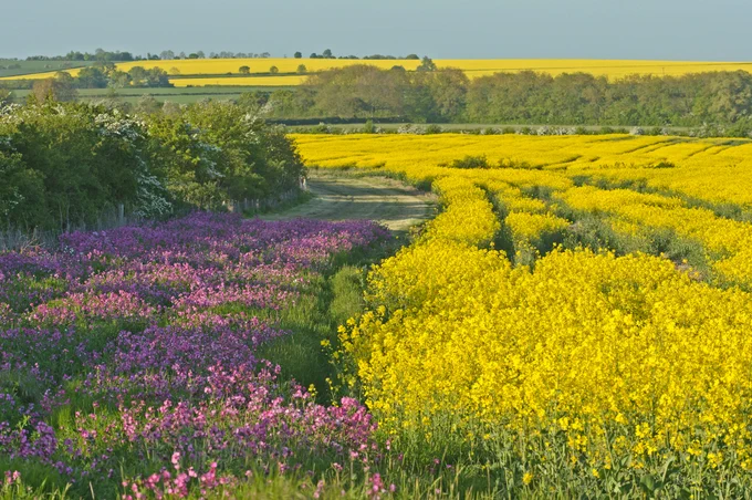 A picturesque rural landscape with vibrant yellow rapeseed crop on the right and purple wildflowers on the left, forming a conservation margin.