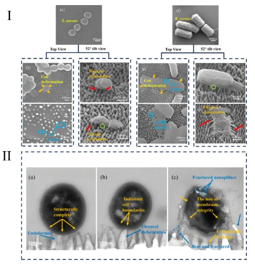 Deformation of bacterial cells and nanopillars. (I) SEM imaging of bacterial cells and nanopillar. (a) Original cell morphology of S. aureus. (b and c) Top-view images of S. aureus and nanopillar deformation. (d and e) 52° tilt-view images of S. aureus and nanopillar deformation. (f) Original cell morphology of B. cereus. (g and h) Top-view images of B. cereus and nanopillar deformation. (i and j) 52° tilt-view images of B. cereus and nanopillar deformation. (II) TEM imaging of bacterial cells and nanopillar. (a–c) Process of nanopillar–bacterium contact, deformation, and rupture.