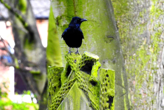 A photo of a crow on a headstone, taken in Wombwell Cemetery.